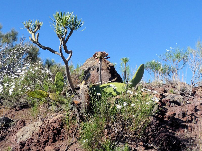 A (59) Lava plants.JPG
